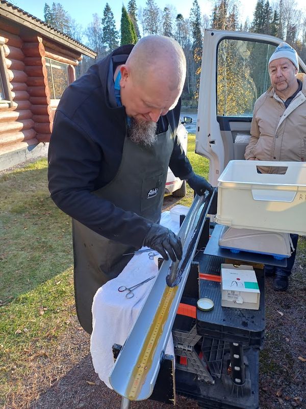 Ennen kalojen käsittelyä ne nukutettiin. Kaikki kalat mitattiin ja punnittiin ennen yksilöllisen merkin laittamista. Luonnonvarakeskuksen Sami Vesala mittaa nukutettua kalaa. Takana kalastusmestari Jari Pelkonen  (Pohjois-Savon ELY-keskus) seuraa merkintää (kuva: Päivi Pyyvaara)